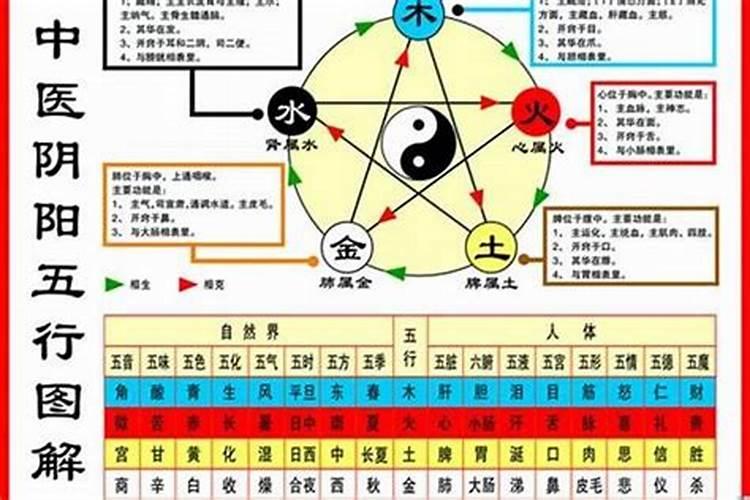 鼠的五行属什么属性