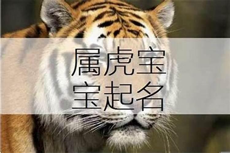 属虎的取个什么名字好听