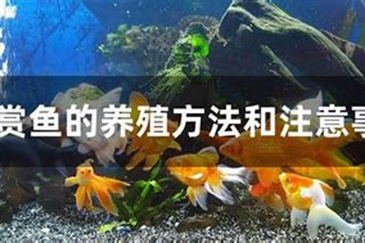 放生观赏鱼风水注意事项