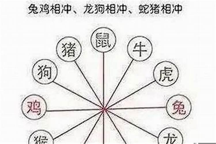 跟兔相冲的生肖是什么生肖