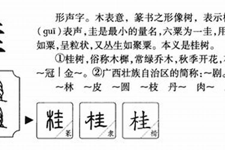 桂字五行属什么寓意