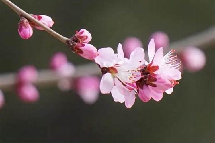 消除烂桃花的方法