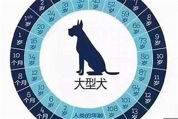 属狗的今年多少周岁2021年