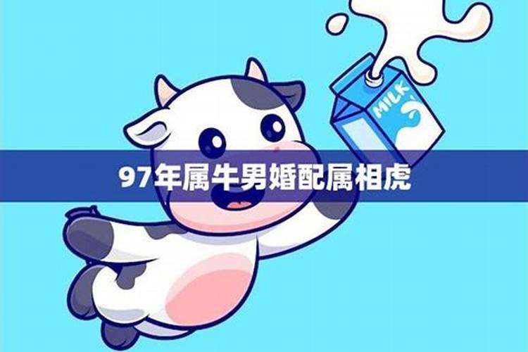 97年属牛男的性格爱好是什么