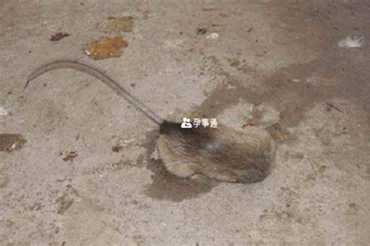 孕妇梦到死老鼠什么意思