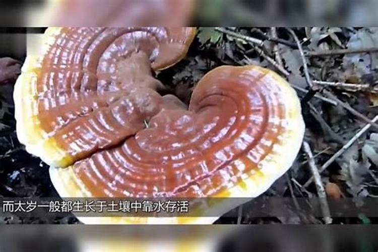 太岁是什么生物菌种?