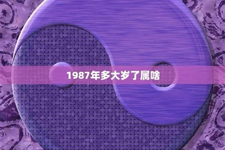 属兔的2024年下半年运势