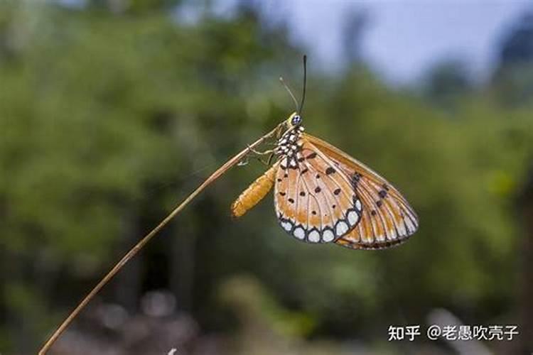 射手座的人心软吗