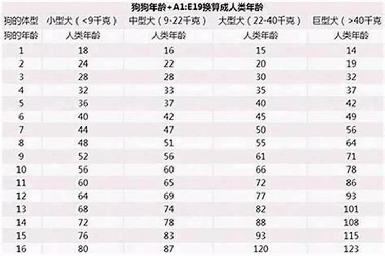 属狗2008年是什么命