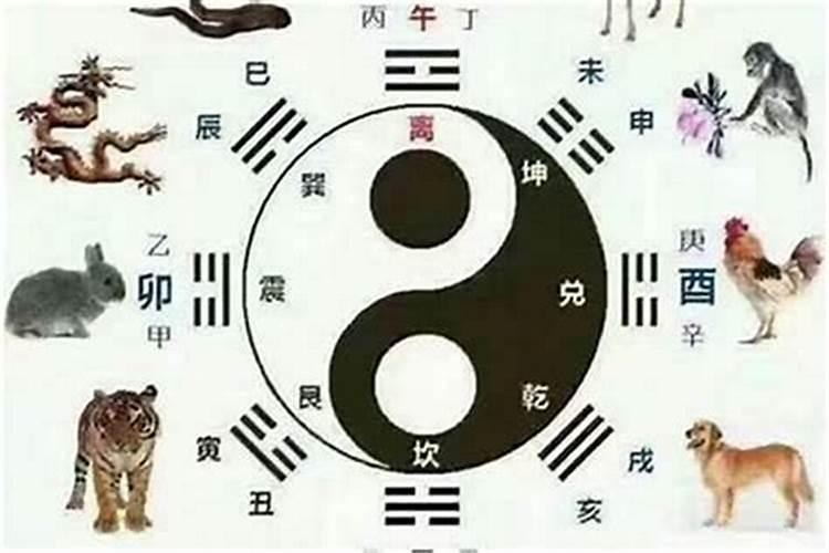 天干五合代表什么生肖