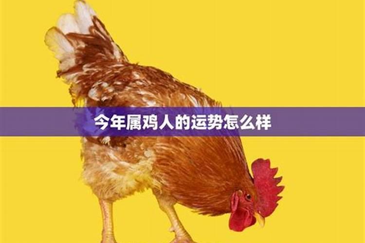 2023年属鸡的运势