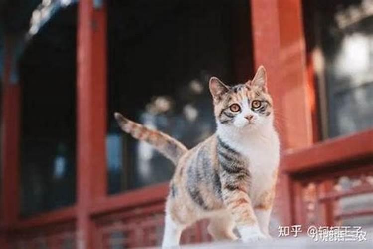 梦见猫是什么预兆啊？