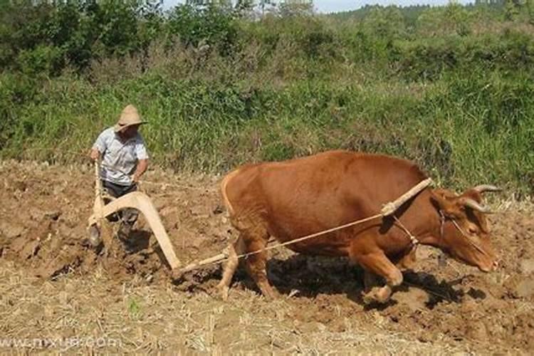 梦见牛耕田是什么预兆