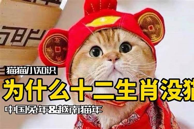 为什么十二生肖里没有猫生肖