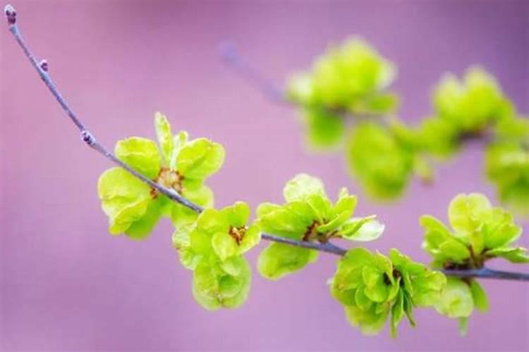 清明节祭祀用什么花好