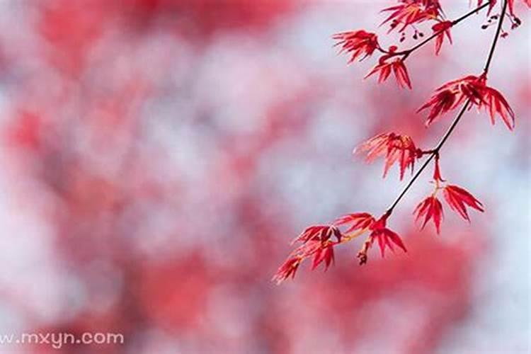 重阳节北方传统习俗