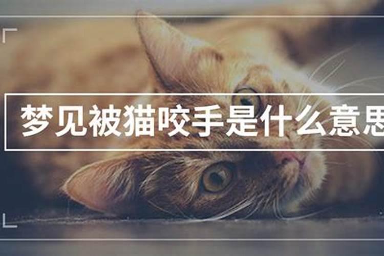 梦见猫咬我手是什么意思周公解梦