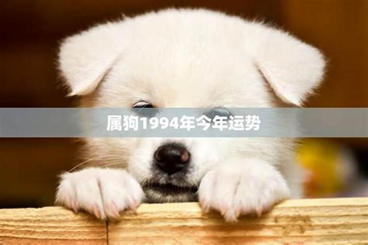 94狗今年的感情运势