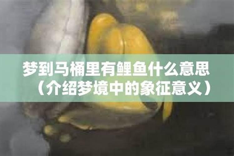 梦见马桶里有鱼冲不掉出来