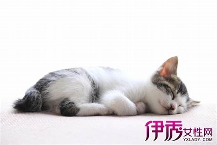 梦见猫抓我是什么预兆