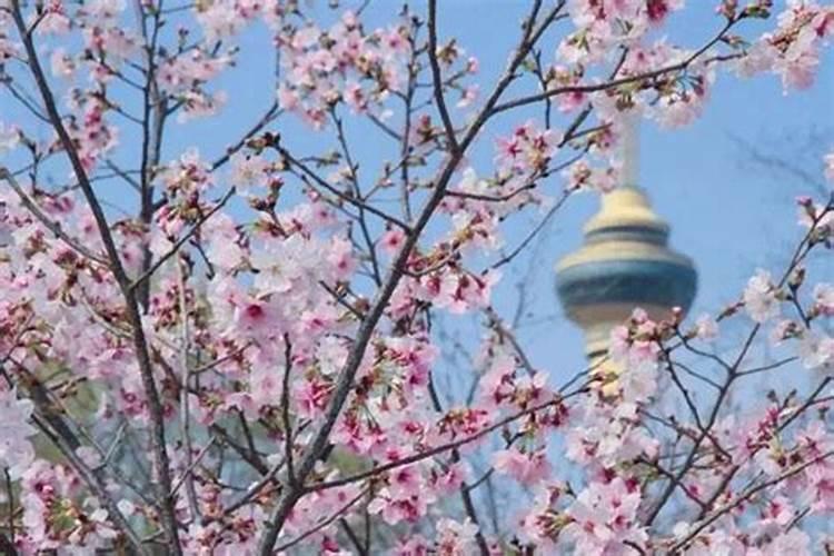 清明节北京哪里看花