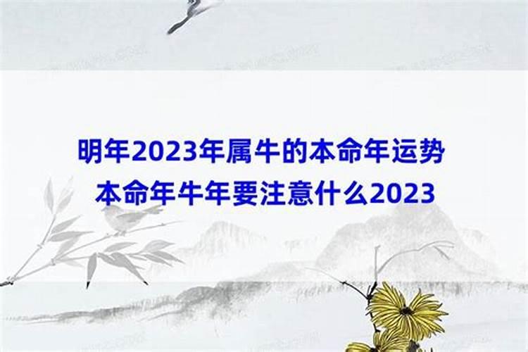 本命年牛年要注意什么2021