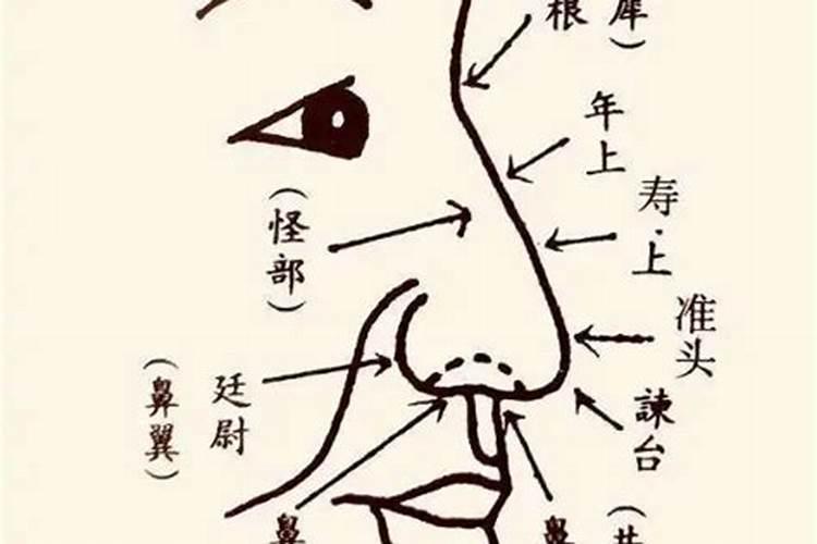 怎么从鼻子看财库