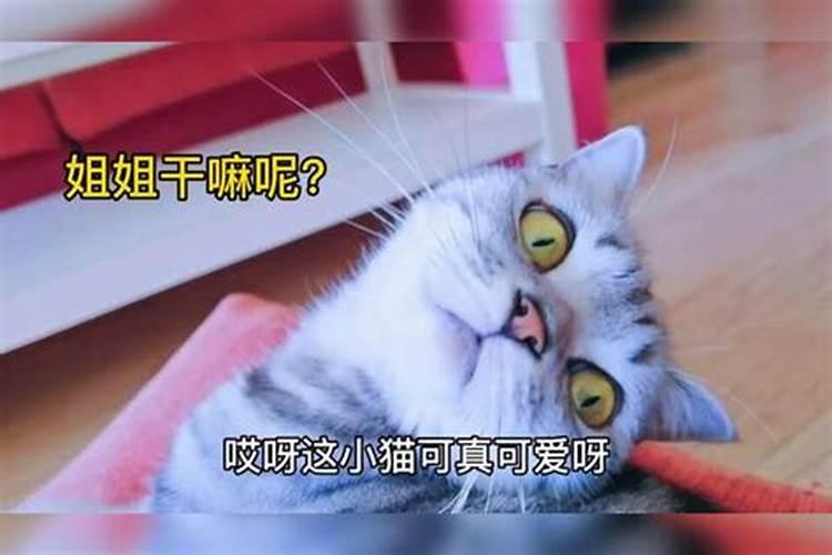 梦见猫咪亲近自己找吃的猫