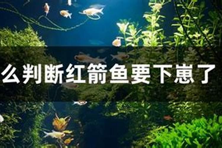 风水上讲鱼下崽了