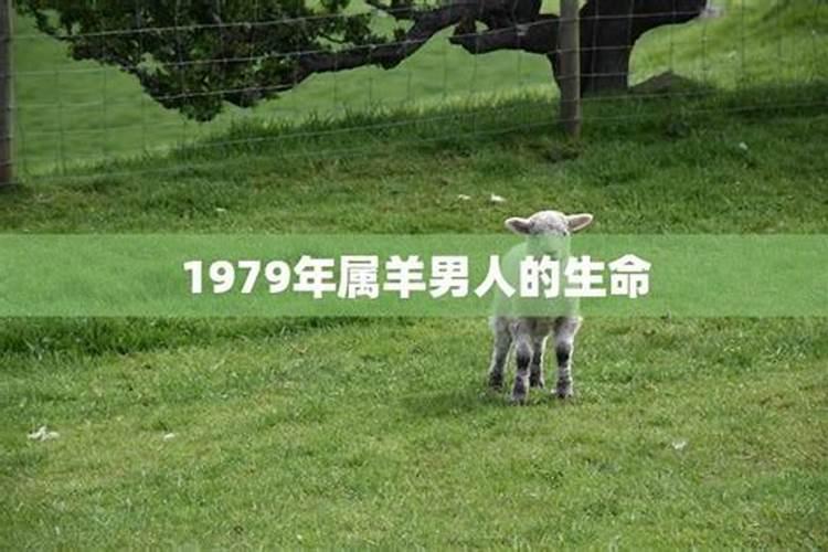 1979年属羊男一生运势如何