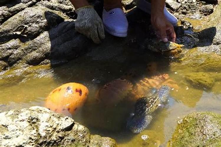 梦见很多鱼被困在浅水