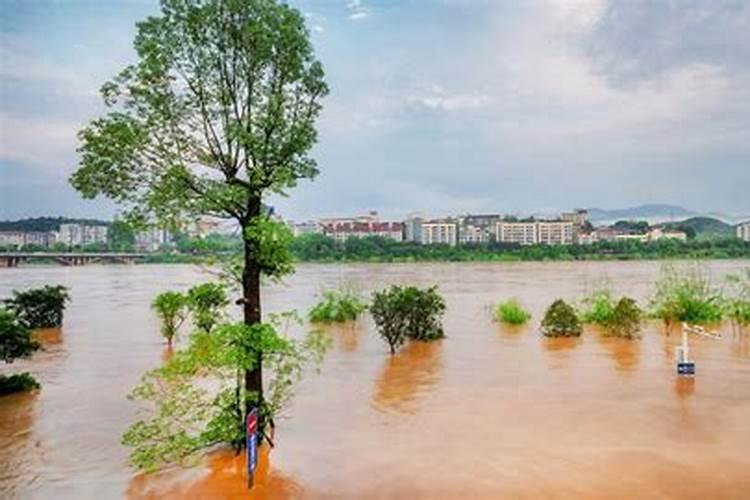 梦见洪水上涨淹没大树