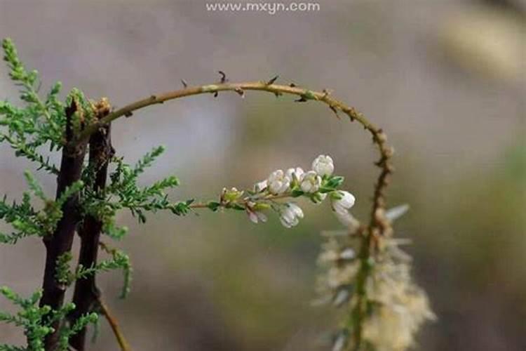 梦见老年人死而复生啥意思