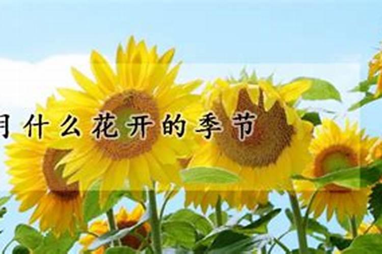 重阳节时是哪种花开的季节