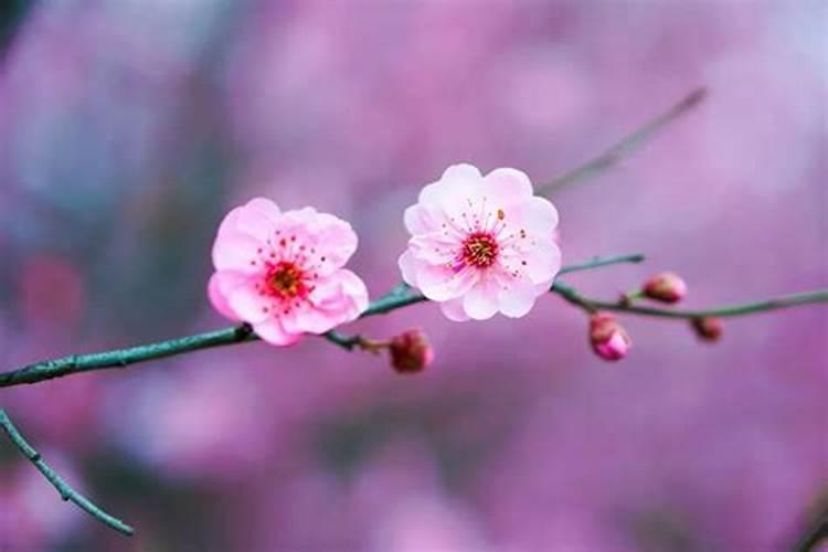 女命桃花煞如何化解