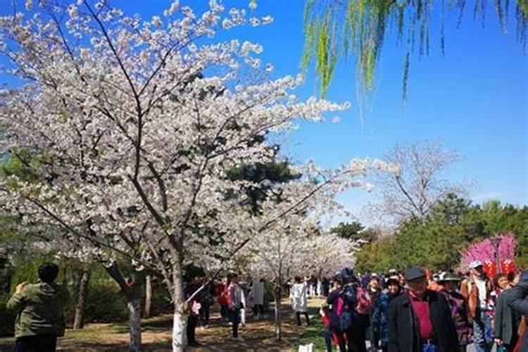 清明节去哪玩周边景点