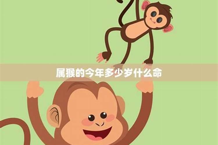 属猴男人今年运势