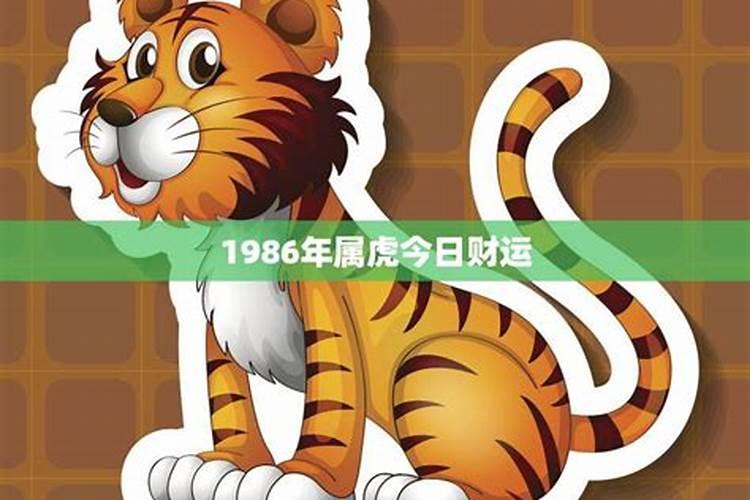 1986年属虎财运怎么样今年