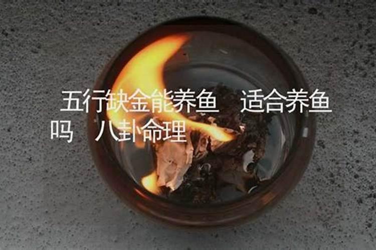 五行喜火适合养鱼吗