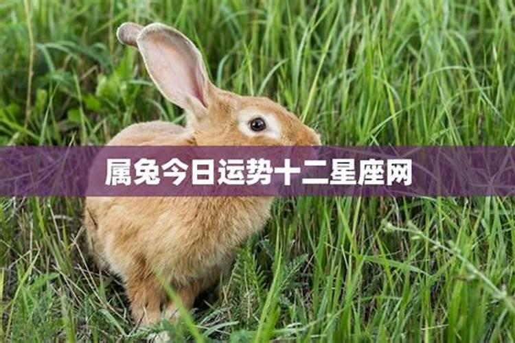 属兔今日运势易安居