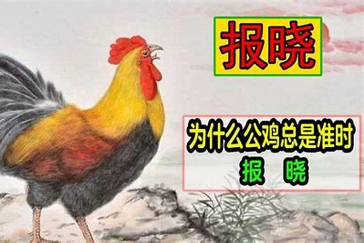 雄鸡报晓是什么生肖