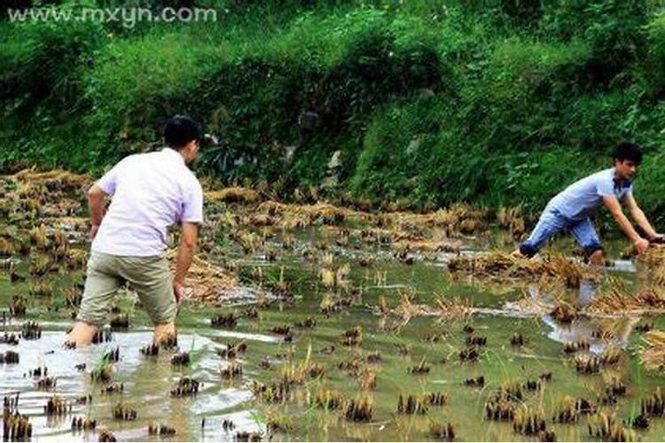 梦见捉鱼是什么意思周公解梦,梦见死了的爷爷