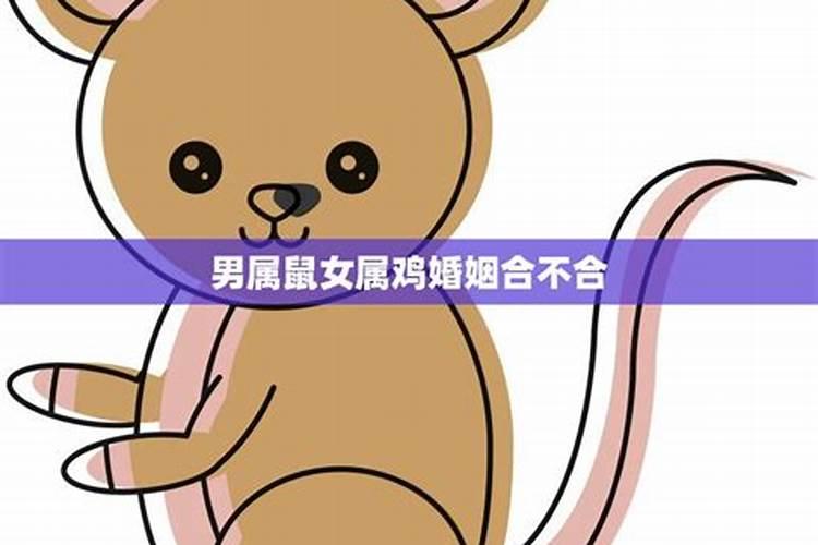 男属鼠女属猪八字合不合