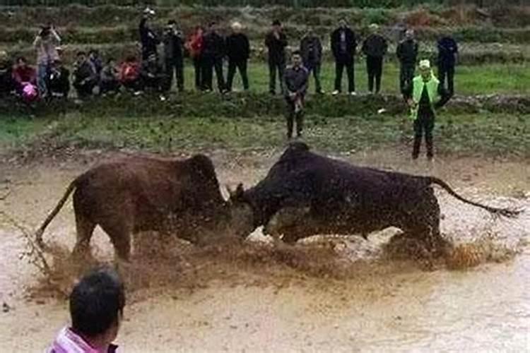 梦到牛预示着什么意思