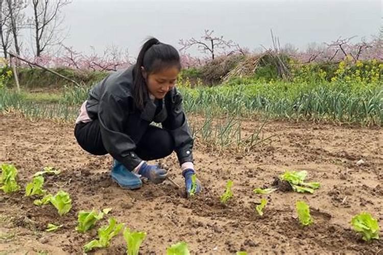 梦见死去的邻居长辈给我菜秧来栽