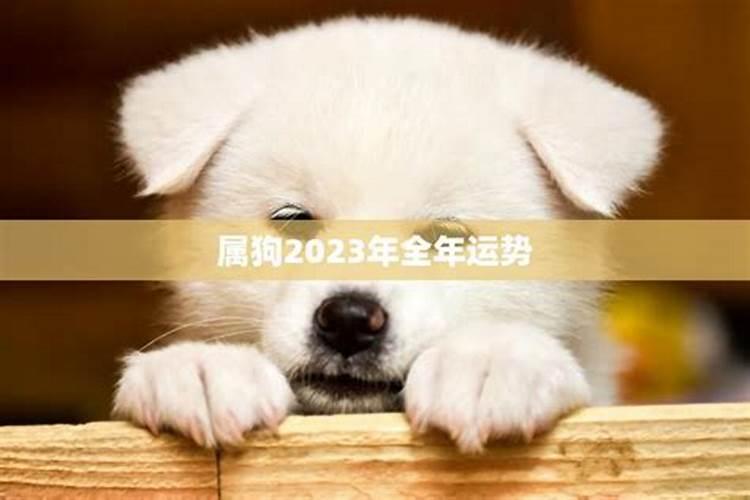 属狗2023年运势和财运怎么样