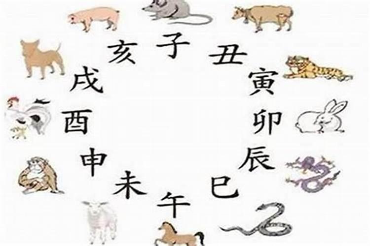 猪和蛇是不是八字不合