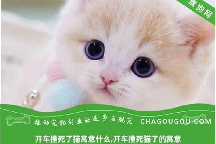 开车撞死猫有什么预兆