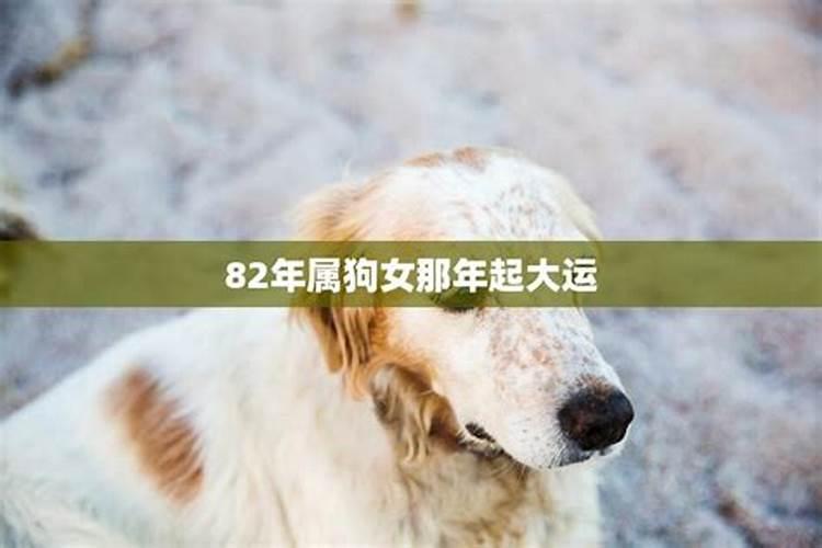 82年属狗女2022年的运势怎么样运势