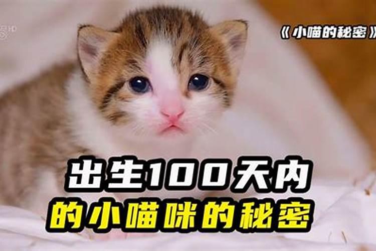 鬼节出生的小猫